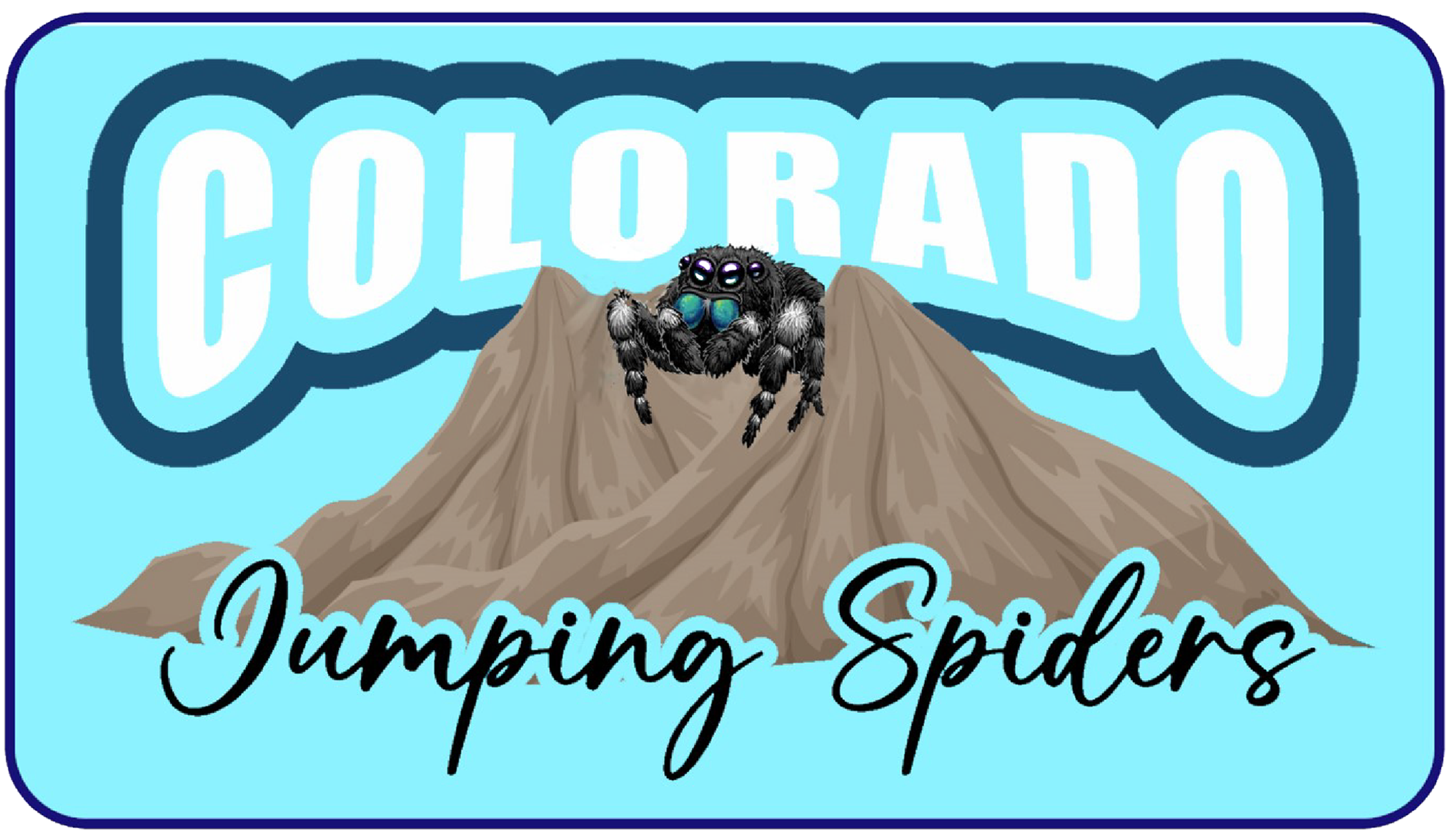 coloradojumpingspiders